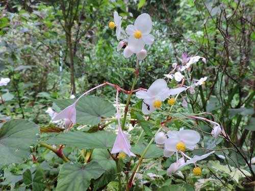 シュウカイドウ白花1