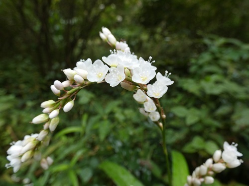 サクラタデ白花