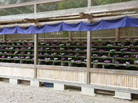 高鴨神社の桜草展