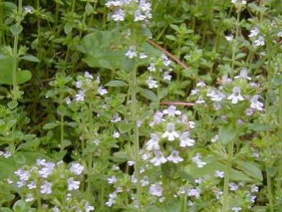 thymecommon.jpg