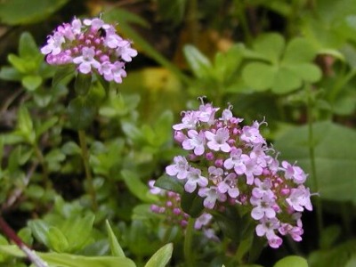 thymus01.jpg
