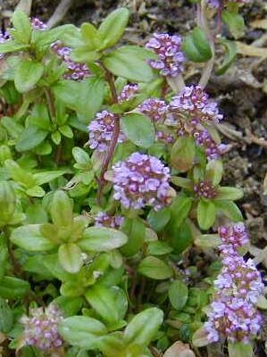 thymus02.jpg