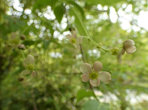 ツリバナの花