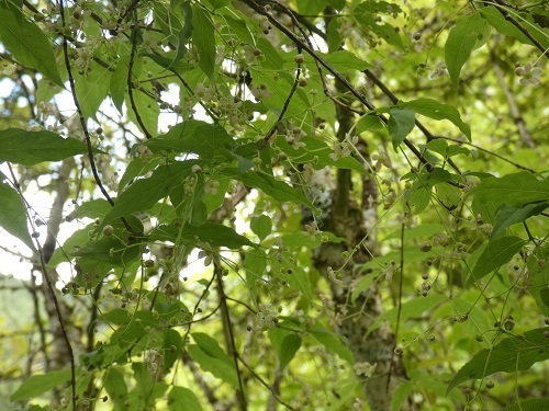 coiR