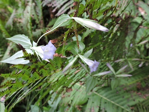 chẺ