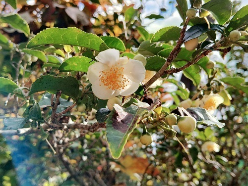 お茶の木1