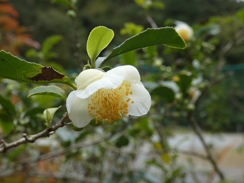 茶の木