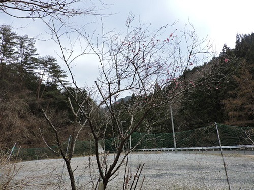 早咲きの紅梅1