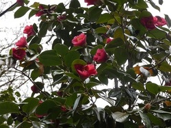 ヤブツバキ