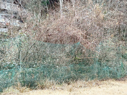 藪の整理