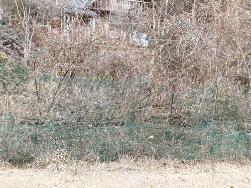 藪の整理2