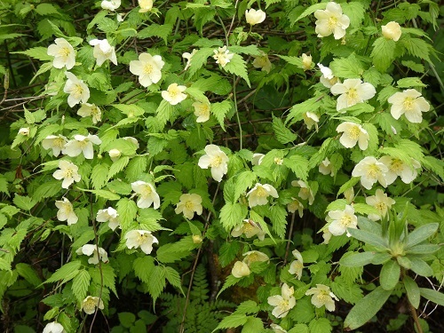 白花ヤマブキ2