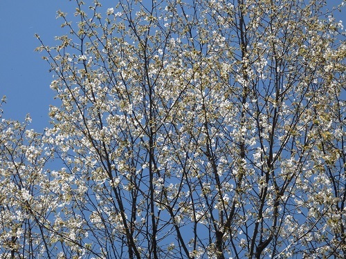 山桜1