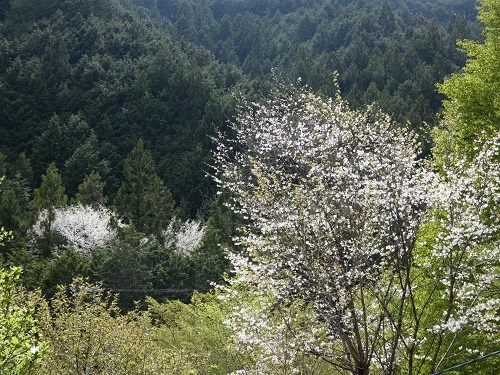山桜1