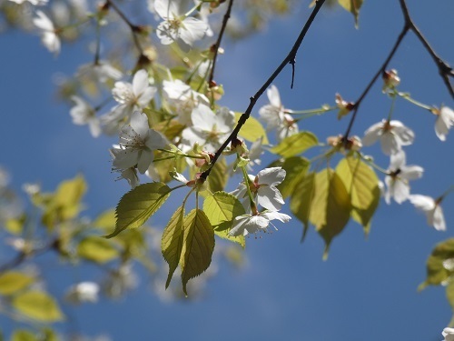 山桜3