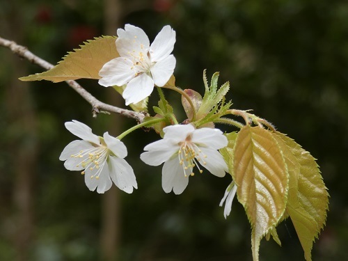 山桜3