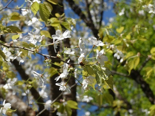 山桜2