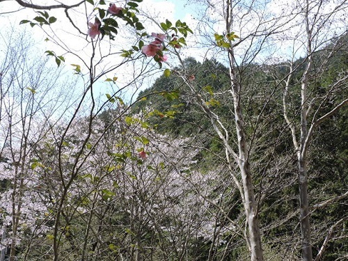 吉野桜