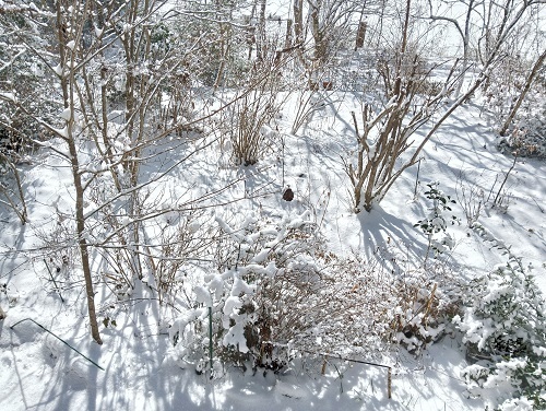 1月29日の雪