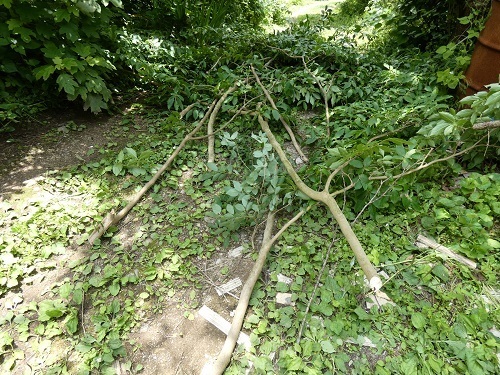 桃色夏椿の枝を切る