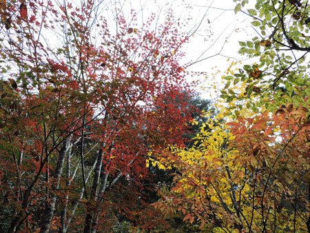 庭奥の紅葉1