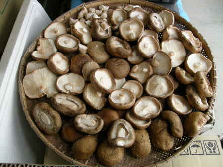 椎茸