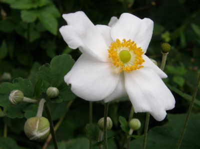 白花一重
