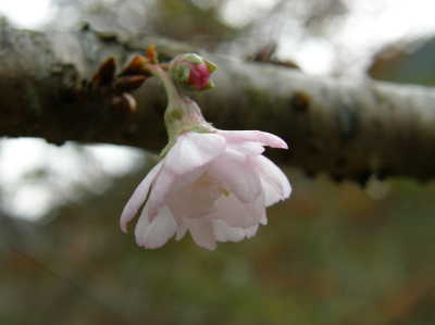 十月桜1