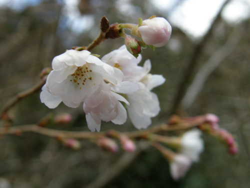 十月桜2
