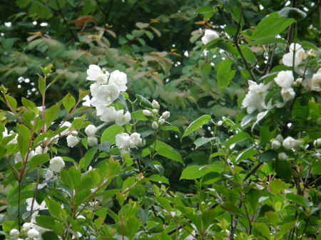 梅花ウツギ園芸種2