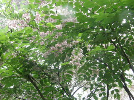 紅花エゴノキ3