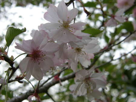 十月桜1