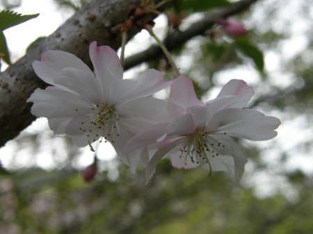 十月桜2