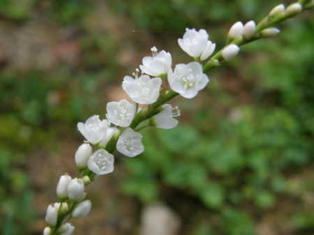 白花サクラタデ2